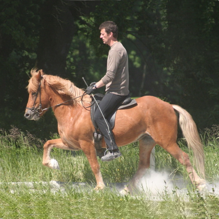 Thruma frá Lysuhóli - Stute